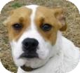 Boston Terrier/Boxer Mix Puppy for Sale in Lincolnton, North Carolina - Zena Boston Terrier/Boxer Mix Puppy for Sale in Lincolnton, North Carolina - Zena