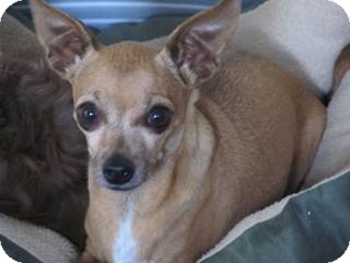 Chihuahua Mix Dog for Sale in San Diego, California - Fanny Chihuahua Mix Dog for Sale in San Diego, California - Fanny