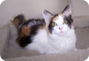 Domestic Mediumhair Kitten for Sale in Colorado Springs, Colorado - K-MaryG3-Sasha Domestic Mediumhair Kitten for Sale in Colorado Springs, Colorado - K-MaryG3-Sasha