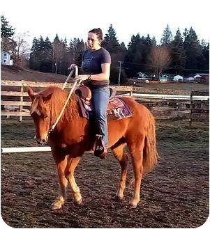 Quarterhorse Mix for Sale in Silverdale, Washington - FAVOR Quarterhorse Mix for Sale in Silverdale, Washington - FAVOR
