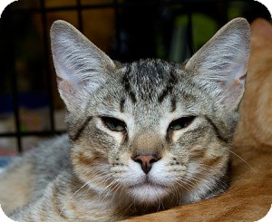 Domestic Mediumhair Cat for Sale in Sacramento, California - Banjo Domestic Mediumhair Cat for Sale in Sacramento, California - Banjo