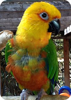Conure for Sale in Mantua, Ohio - COSMO Conure for Sale in Mantua, Ohio - COSMO