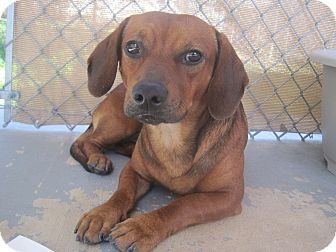 Hound (Unknown Type) Mix Dog for Sale in san antonio, Texas - Michaelangelo Hound (Unknown Type) Mix Dog for Sale in san antonio, Texas - Michaelangelo