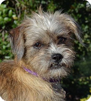 Shih Tzu/Terrier (Unknown Type, Small) Mix Puppy for Sale in Simi Valley, California - Muffy Shih Tzu/Terrier (Unknown Type, Small) Mix Puppy for Sale in Simi Valley, California - Muffy