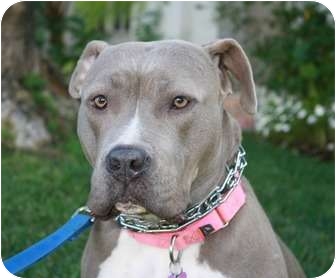 American Pit Bull Terrier/American Staffordshire Terrier Mix Dog for Sale in Santa Monica, California - Carly American Pit Bull Terrier/American Staffordshire Terrier Mix Dog for Sale in Santa Monica, California - Carly
