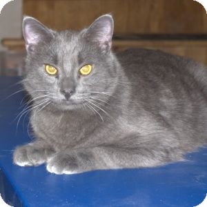 Domestic Shorthair Cat for Sale in Colorado Springs, Colorado - K-Hodnick3-Ashanti Domestic Shorthair Cat for Sale in Colorado Springs, Colorado - K-Hodnick3-Ashanti