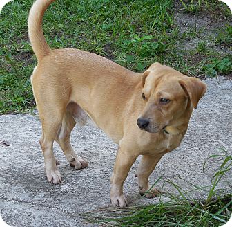 Basset Hound/Labrador Retriever Mix Dog for Sale in Ormond Beach, Florida - Tank Basset Hound/Labrador Retriever Mix Dog for Sale in Ormond Beach, Florida - Tank