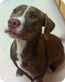Boxer/Hound (Unknown Type) Mix Dog for Sale in Southern, Maine - Jarrell-URGENT Boxer/Hound (Unknown Type) Mix Dog for Sale in Southern, Maine - Jarrell-URGENT