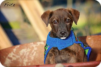 Terrier (Unknown Type, Medium) Mix Puppy for Sale in Wilmington, Delaware - Fritz Terrier (Unknown Type, Medium) Mix Puppy for Sale in Wilmington, Delaware - Fritz