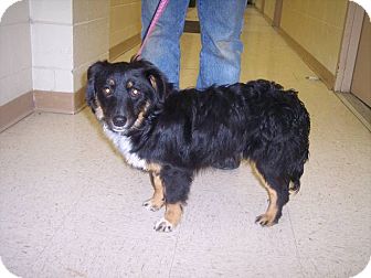 Australian Shepherd/Sheltie, Shetland Sheepdog Mix Dog for Sale in Germantown, Maryland - Bonzi Australian Shepherd/Sheltie, Shetland Sheepdog Mix Dog for Sale in Germantown, Maryland - Bonzi