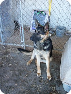 German Shepherd Dog Dog for Sale in Greeneville, Tennessee - Enya German Shepherd Dog Dog for Sale in Greeneville, Tennessee - Enya