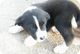 Border Collie Mix Puppy for Sale in manasquam, New Jersey - Arco Border Collie Mix Puppy for Sale in manasquam, New Jersey - Arco