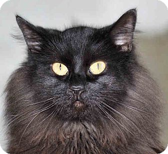 Domestic Longhair Cat for Sale in Morganton, North Carolina - Wolfie Domestic Longhair Cat for Sale in Morganton, North Carolina - Wolfie