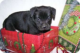 Labrador Retriever/Boxer Mix Puppy for Sale in Sussex, New Jersey - Mikey Labrador Retriever/Boxer Mix Puppy for Sale in Sussex, New Jersey - Mikey