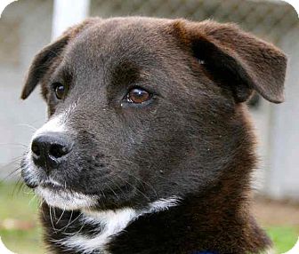 Labrador Retriever/Border Collie Mix Puppy for Sale in Gainesville, Florida - Prince Charming Labrador Retriever/Border Collie Mix Puppy for Sale in Gainesville, Florida - Prince Charming