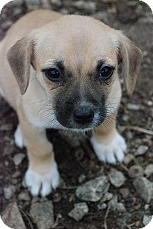 Beagle Mix Puppy for Sale in Greensboro, Georgia - 3 Shakespearean Fairies Beagle Mix Puppy for Sale in Greensboro, Georgia - 3 Shakespearean Fairies