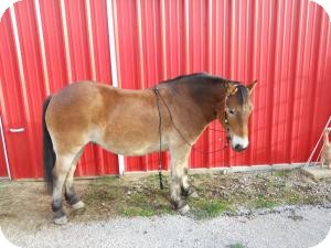 Other/Unknown Mix for Sale in Marengo, Ohio - Jack Other/Unknown Mix for Sale in Marengo, Ohio - Jack