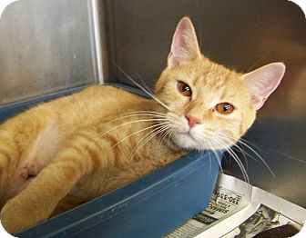 Domestic Shorthair Cat for Sale in Dover, Ohio - Pheobe Domestic Shorthair Cat for Sale in Dover, Ohio - Pheobe