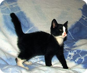 Domestic Shorthair Kitten for Sale in Oxford, New York - Diego Domestic Shorthair Kitten for Sale in Oxford, New York - Diego