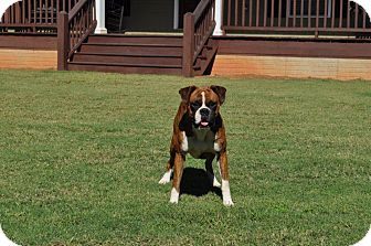 Boxer Dog for Sale in Wilmington, Delaware - Max Boxer Dog for Sale in Wilmington, Delaware - Max