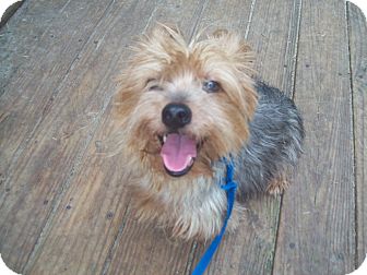 Yorkie, Yorkshire Terrier Dog for Sale in Orlando, Florida - Rocky Yorkie, Yorkshire Terrier Dog for Sale in Orlando, Florida - Rocky