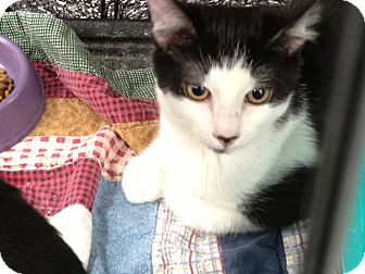 Domestic Shorthair Kitten for Sale in La Canada Flintridge, California - Yoshi Domestic Shorthair Kitten for Sale in La Canada Flintridge, California - Yoshi