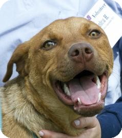 Pit Bull Terrier Mix Dog for Sale in Gainesville, Florida - Marcy Pit Bull Terrier Mix Dog for Sale in Gainesville, Florida - Marcy