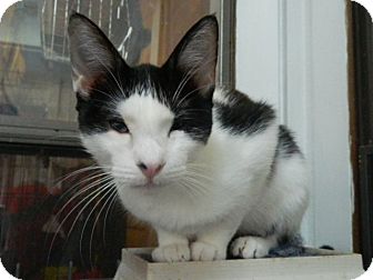 Domestic Shorthair Cat for Sale in The Colony, Texas - Gabriella Domestic Shorthair Cat for Sale in The Colony, Texas - Gabriella