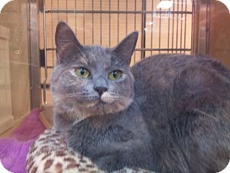 Calico Cat for Sale in Modesto, California - Addie Calico Cat for Sale in Modesto, California - Addie