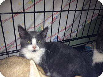 Domestic Shorthair Kitten for Sale in East Hanover, New Jersey - Bugsy Domestic Shorthair Kitten for Sale in East Hanover, New Jersey - Bugsy