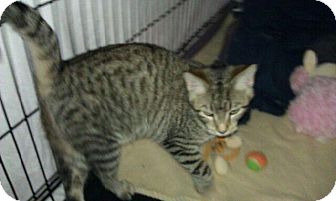 Domestic Shorthair Cat for Sale in Geneseo, Illinois - Vera Domestic Shorthair Cat for Sale in Geneseo, Illinois - Vera