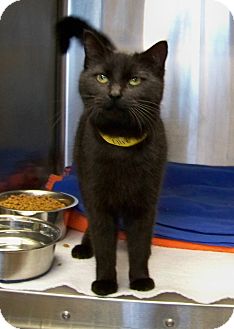 Domestic Shorthair Cat for Sale in Dover, Ohio - Ellie Domestic Shorthair Cat for Sale in Dover, Ohio - Ellie
