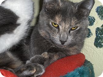 Domestic Shorthair Kitten for Sale in Middletown, Connecticut - Brigit Domestic Shorthair Kitten for Sale in Middletown, Connecticut - Brigit