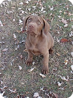 Labrador Retriever Mix Puppy for Sale in Bedford, Virginia - Scooby Doo Labrador Retriever Mix Puppy for Sale in Bedford, Virginia - Scooby Doo