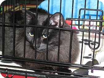 Maine Coon Cat for Sale in Port Republic, Maryland - Dancer Maine Coon Cat for Sale in Port Republic, Maryland - Dancer