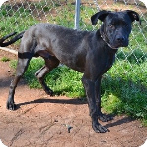 Labrador Retriever/Hound (Unknown Type) Mix Dog for Sale in Athens, Georgia - Indy Labrador Retriever/Hound (Unknown Type) Mix Dog for Sale in Athens, Georgia - Indy