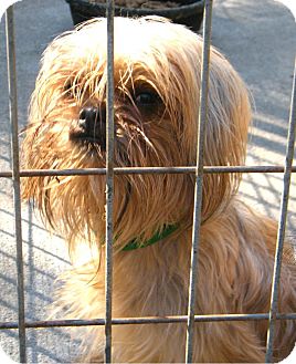 Yorkie, Yorkshire Terrier Mix Dog for Sale in anywhere, New Hampshire - Yvette Yorkie, Yorkshire Terrier Mix Dog for Sale in anywhere, New Hampshire - Yvette