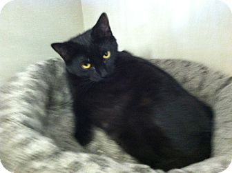 Domestic Shorthair Kitten for Sale in Riverhead, New York - Thunder Domestic Shorthair Kitten for Sale in Riverhead, New York - Thunder