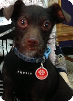 Chihuahua Mix Dog for Sale in Thousand Oaks, California - Prince Chihuahua Mix Dog for Sale in Thousand Oaks, California - Prince