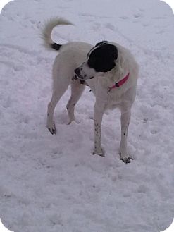 Collie/Spaniel (Unknown Type) Mix Dog for Sale in Morgantown, West Virginia - Emma Collie/Spaniel (Unknown Type) Mix Dog for Sale in Morgantown, West Virginia - Emma