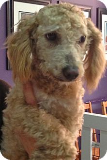 Poodle (Miniature) Mix Dog for Sale in Thousand Oaks, California - Wilbert Poodle (Miniature) Mix Dog for Sale in Thousand Oaks, California - Wilbert