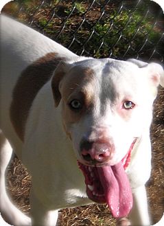Labrador Retriever/American Pit Bull Terrier Mix Dog for Sale in El Cajon, California - Frankie Labrador Retriever/American Pit Bull Terrier Mix Dog for Sale in El Cajon, California - Frankie