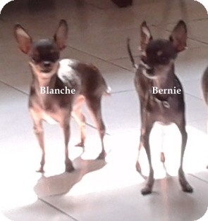 Chihuahua Mix Dog for Sale in San Diego, California - Bernie Chihuahua Mix Dog for Sale in San Diego, California - Bernie