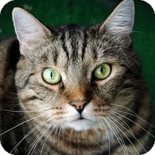 Domestic Shorthair Cat for Sale in Lancaster, Massachusetts - Gwen Domestic Shorthair Cat for Sale in Lancaster, Massachusetts - Gwen