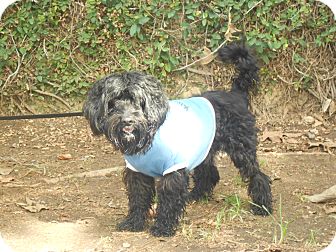 Cocker Spaniel/Poodle (Miniature) Mix Dog for Sale in Chula Vista, California - Boscoe Cocker Spaniel/Poodle (Miniature) Mix Dog for Sale in Chula Vista, California - Boscoe