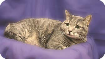 Domestic Shorthair Cat for Sale in Richmond, Virginia - Lucy Domestic Shorthair Cat for Sale in Richmond, Virginia - Lucy