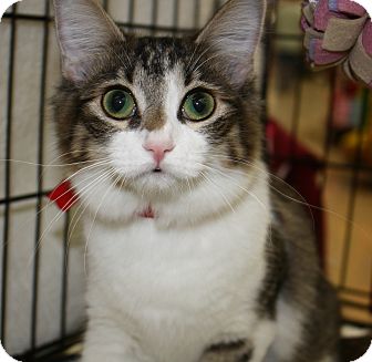 Domestic Shorthair Kitten for Sale in Vero Beach, Florida - Dream Catcher Domestic Shorthair Kitten for Sale in Vero Beach, Florida - Dream Catcher