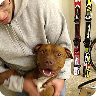 American Pit Bull Terrier/American Pit Bull Terrier Mix Dog for Sale in Sparta, New Jersey - Tempe-URGENT American Pit Bull Terrier/American Pit Bull Terrier Mix Dog for Sale in Sparta, New Jersey - Tempe-URGENT