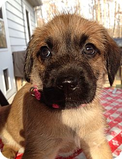 Terrier (Unknown Type, Medium) Mix Puppy for Sale in Richmond, Virginia - Lillie Terrier (Unknown Type, Medium) Mix Puppy for Sale in Richmond, Virginia - Lillie
