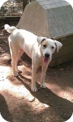 Labrador Retriever/Australian Shepherd Mix Dog for Sale in Brattleboro, Vermont - Kettner ($100 off) Labrador Retriever/Australian Shepherd Mix Dog for Sale in Brattleboro, Vermont - Kettner ($100 off)